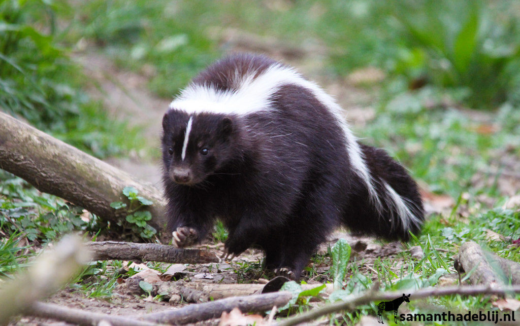 Skunk jumping over some branches. 