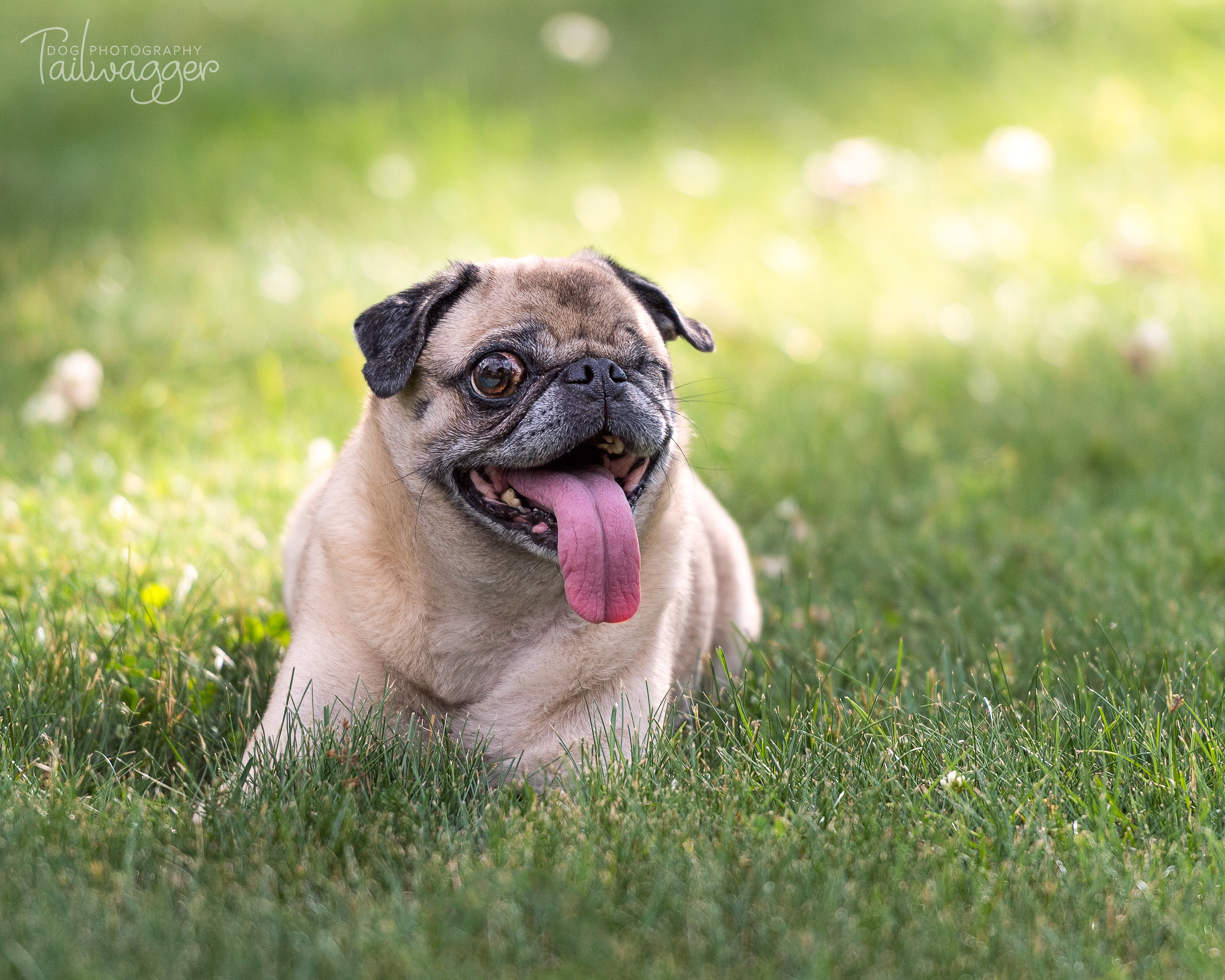 One eyed pug sits on grass with her tongue hanging off to the side