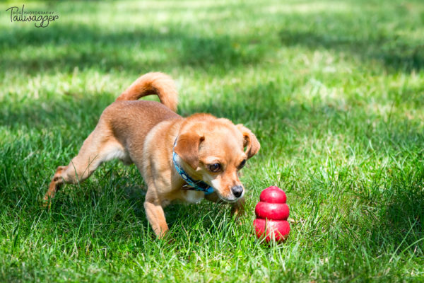 kong for chihuahua