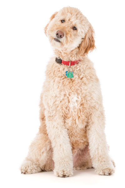 Sitting Goldendoodle male white studio seamless background