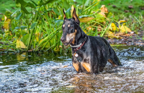 doberman standing in the stream