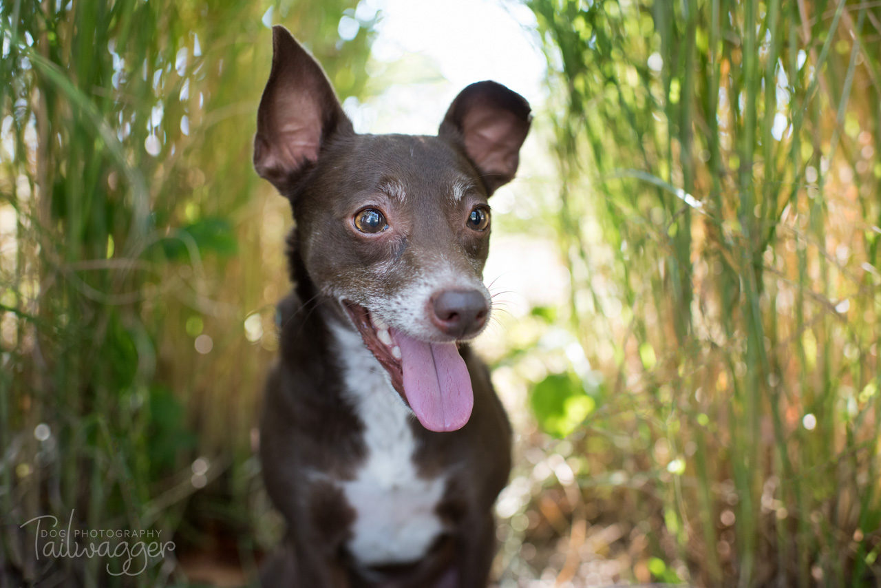 Chihuahua mix looking out between greenery. 