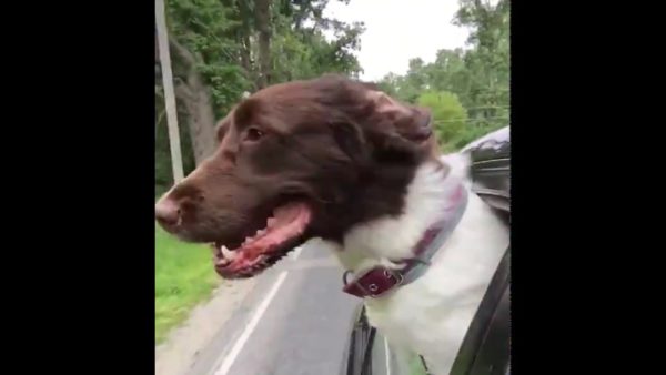 Schatz, a liver and white English springer spaniel, enjoying his ride on the car. 