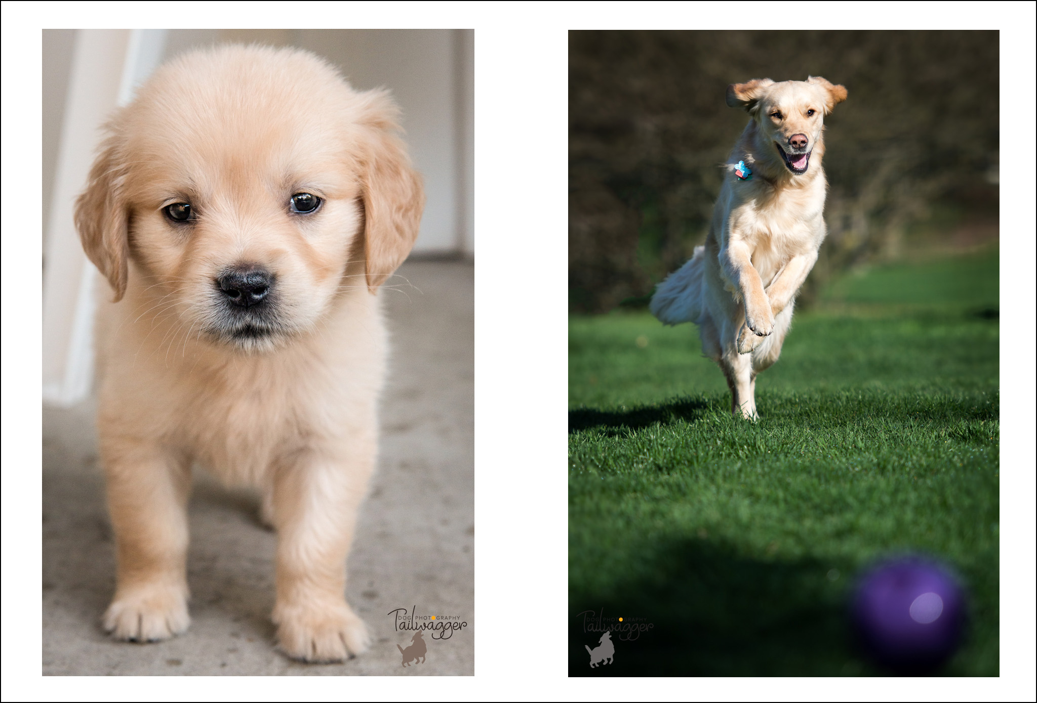 A female Golden Retriever young on the left and older on the right. 