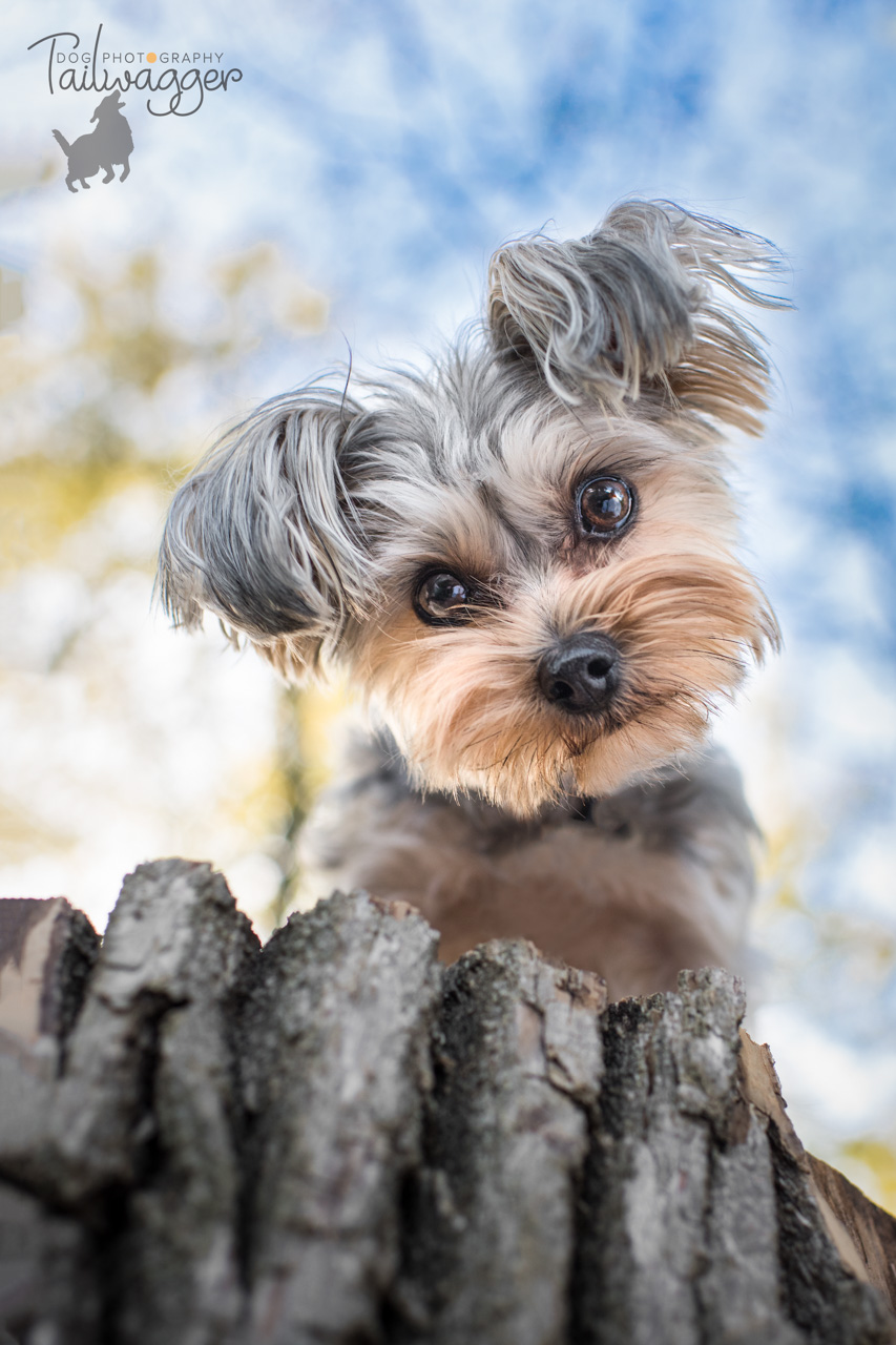 Morkipoo looking down at the camera from on top of a tree stump.