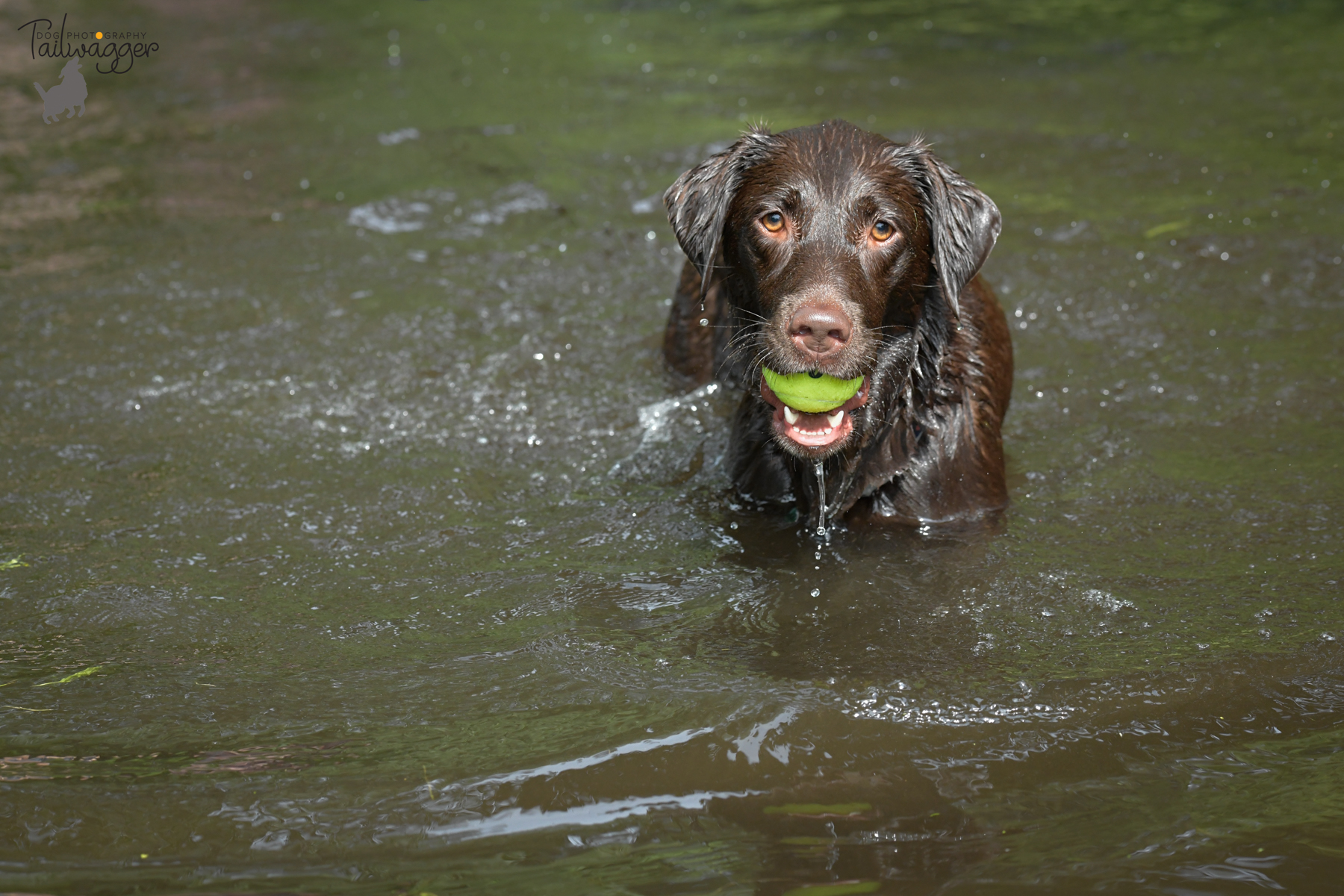 A Chocolate Lab with a tennis ball in her mouth stands in the stream. 