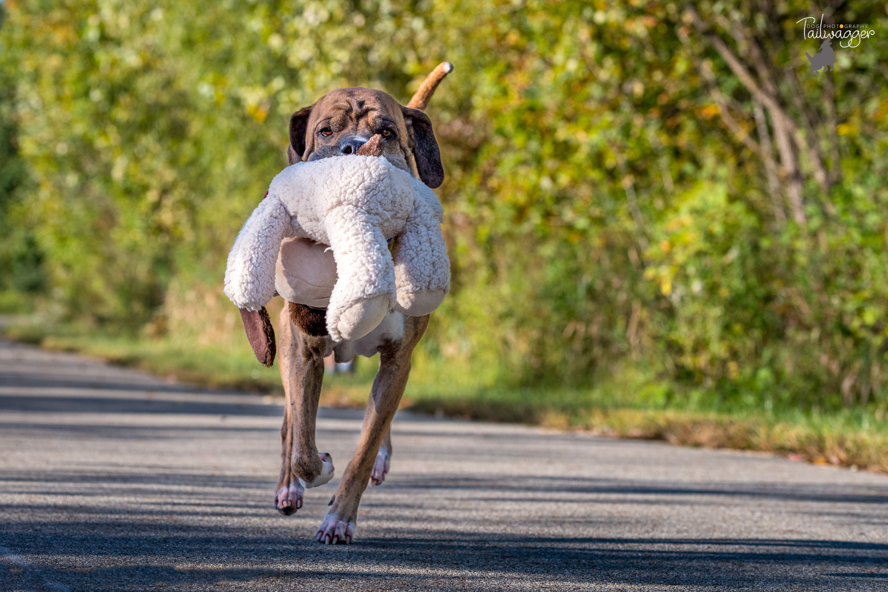 A Shar Pei, Boxer, Lab and Beagle mix runs with his stuffed animal in his mouth.