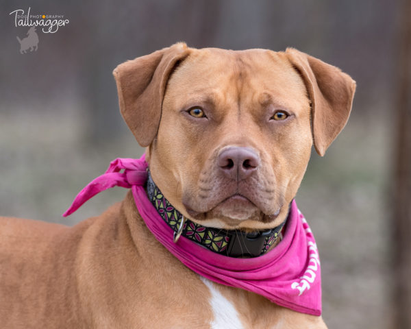 Headshot of an orange colored pitbull with a magenta scarf around her neck.