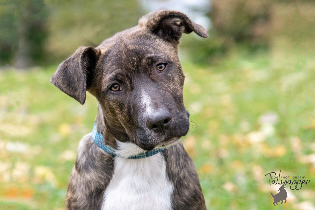 Head tilt of a shepherd mix puppy.