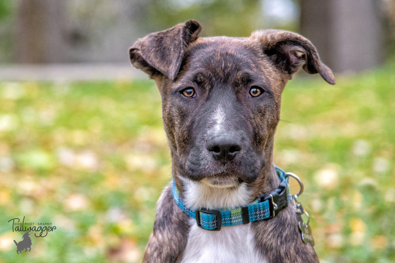 Headshot of a 4 month old shepherd mix male puppy.