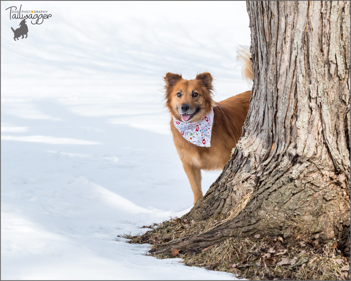 A Golden Retriever mix peeks around a hardwood tree.