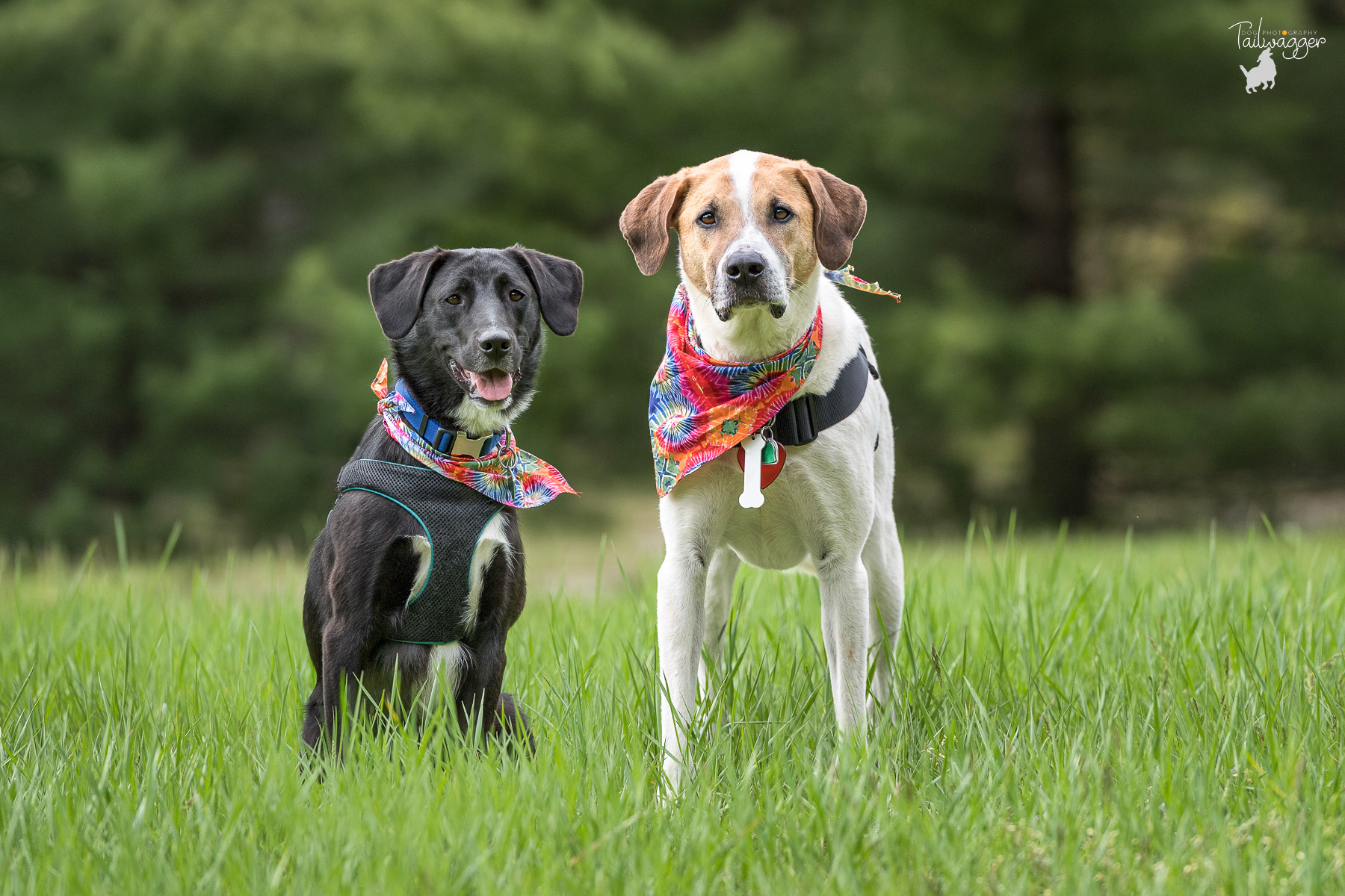 Dog of shop the month club