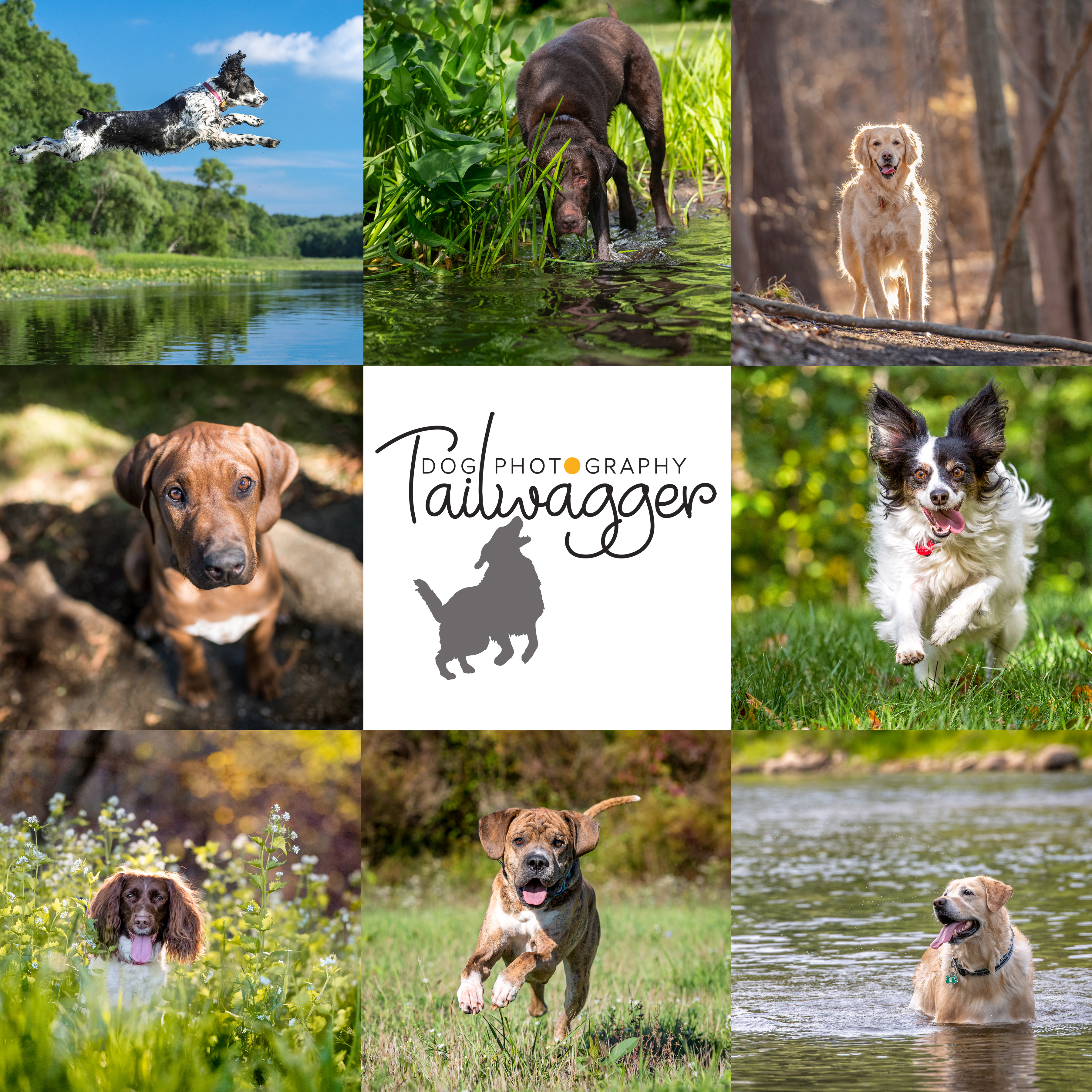 Blog Tailwagger Dog Photography