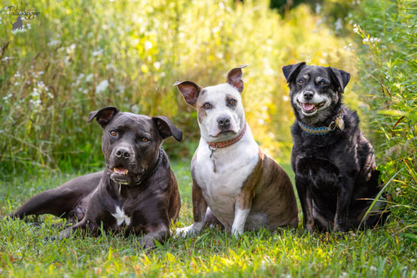 A group of three dogs sit in the golden light in their side yard.