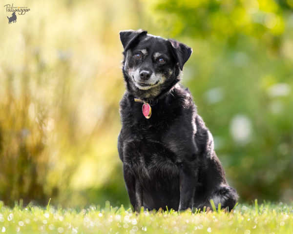 A mid-sized black mixed breed dog sits in his yard in Middleville, MI.