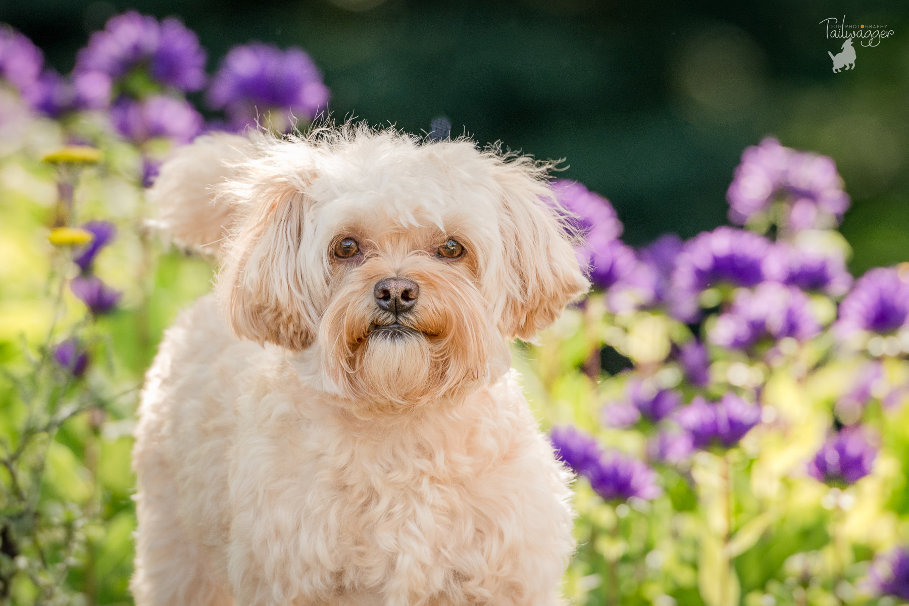 A beautiful female Daisy dog stands in the front yard of her Grand Rapids, MI home.