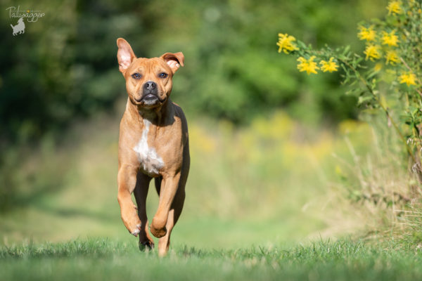 A Mountain Cur Boxer mix runs in the park with yellow wild flowers off to the side.