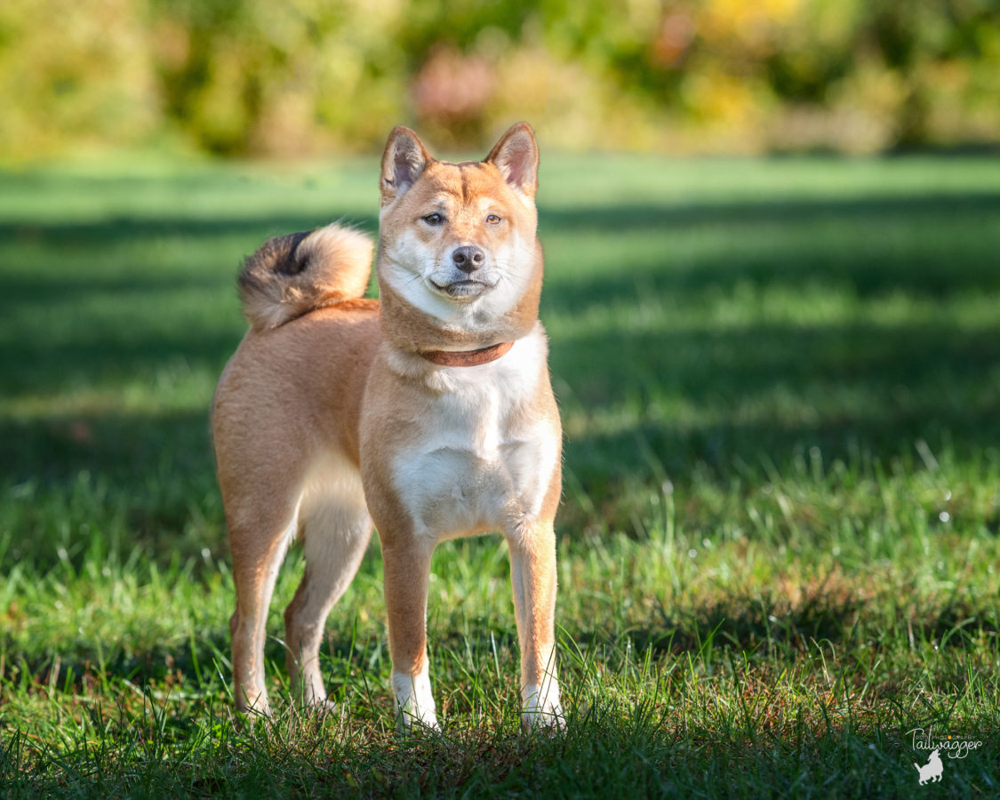 6 month old Shiba Inu stands in Johnson Park in Grand Rapids, MI.