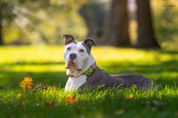 A white and gray brown American Staffordshire Terrier lays in the grass at Johnson Park in Walker, MI.