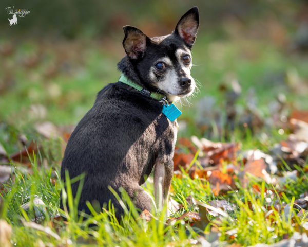 A black and tan Chihuahua mix sits in the park and looks over his shoulder at the camera.