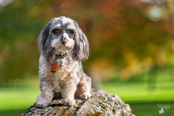 A small male mixed breed dog sits on a log at Johnson Park in Walker, MI.