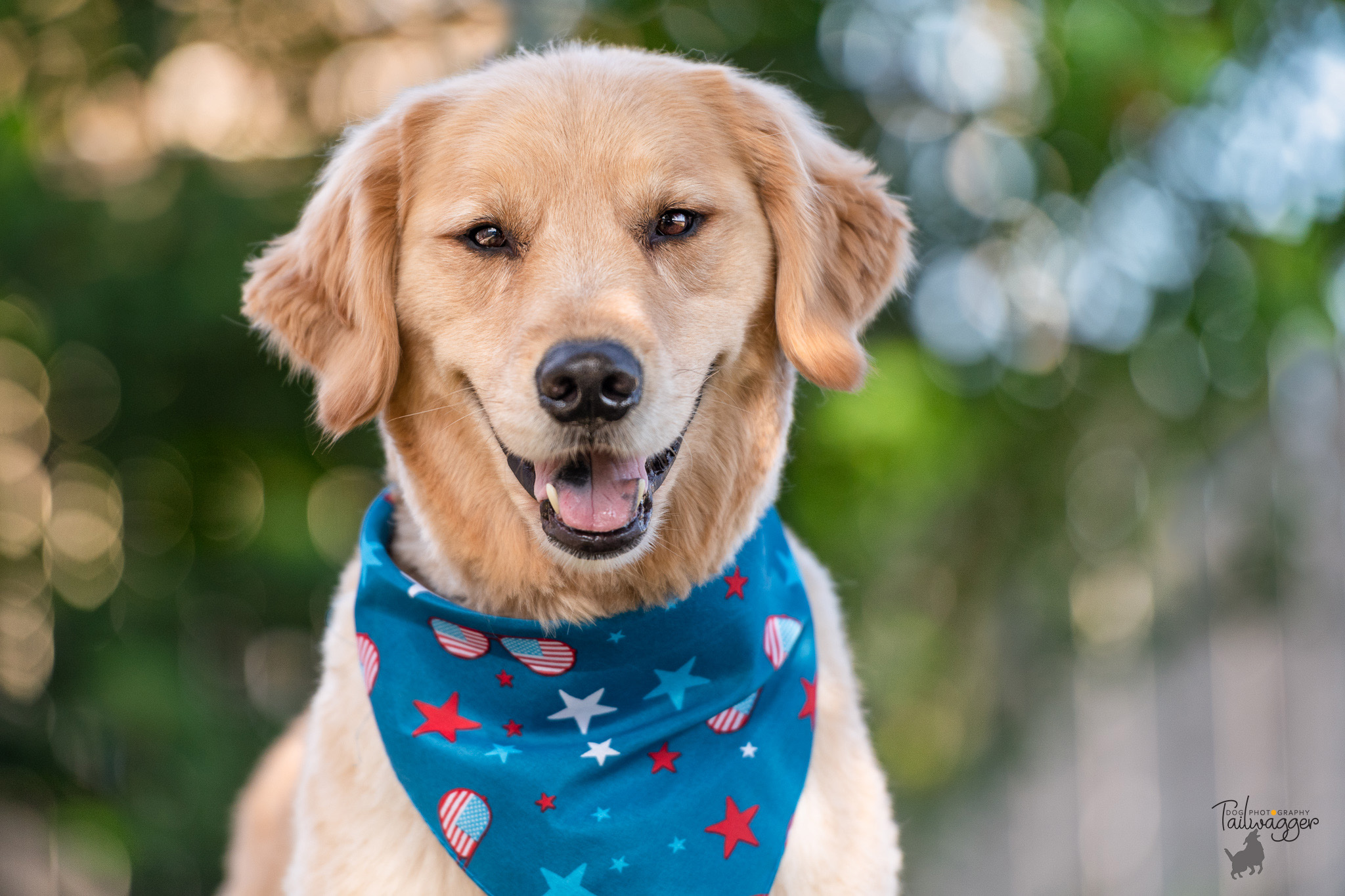 A male Golden Retriever named, Jasper, smiles into the lens in his front yard in Wyoming, MI.