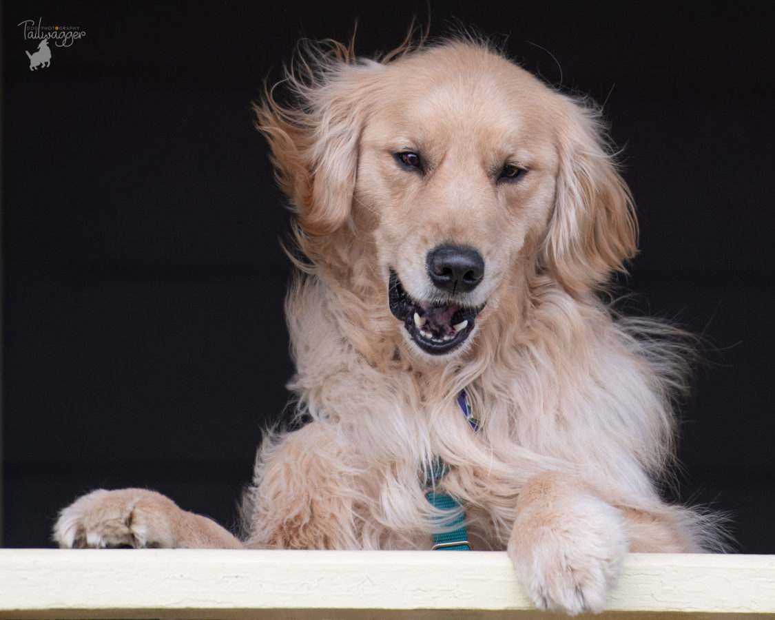 A male Golden Retriever looks out over a rail in Grand Rapids, MI.