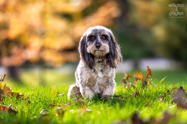 A long haired dachshund/ miniature poodle sits at Johnson Park in Walker, MI.