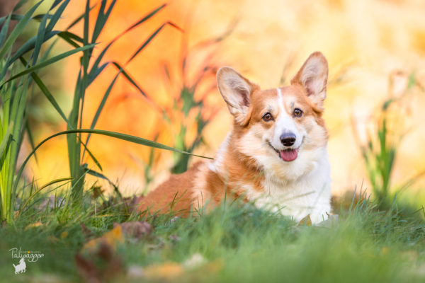 A Corgi lies in the tall grass in a Kent County Park, Michigan.