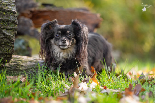 A female long haired dachshund stands next to a felled tree in Grand Rapids, MI.