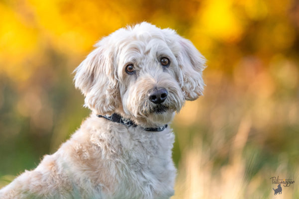 A headshot of a male Labradoodle in Grand Rapids, MI.