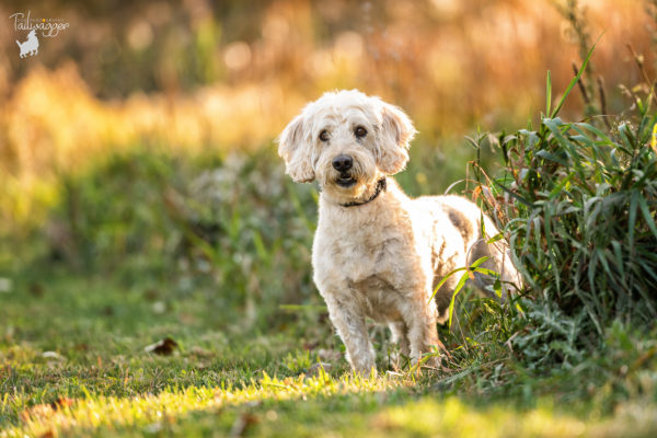 A dog photography portrait of a male yellow Labradoodle in West Michigan.