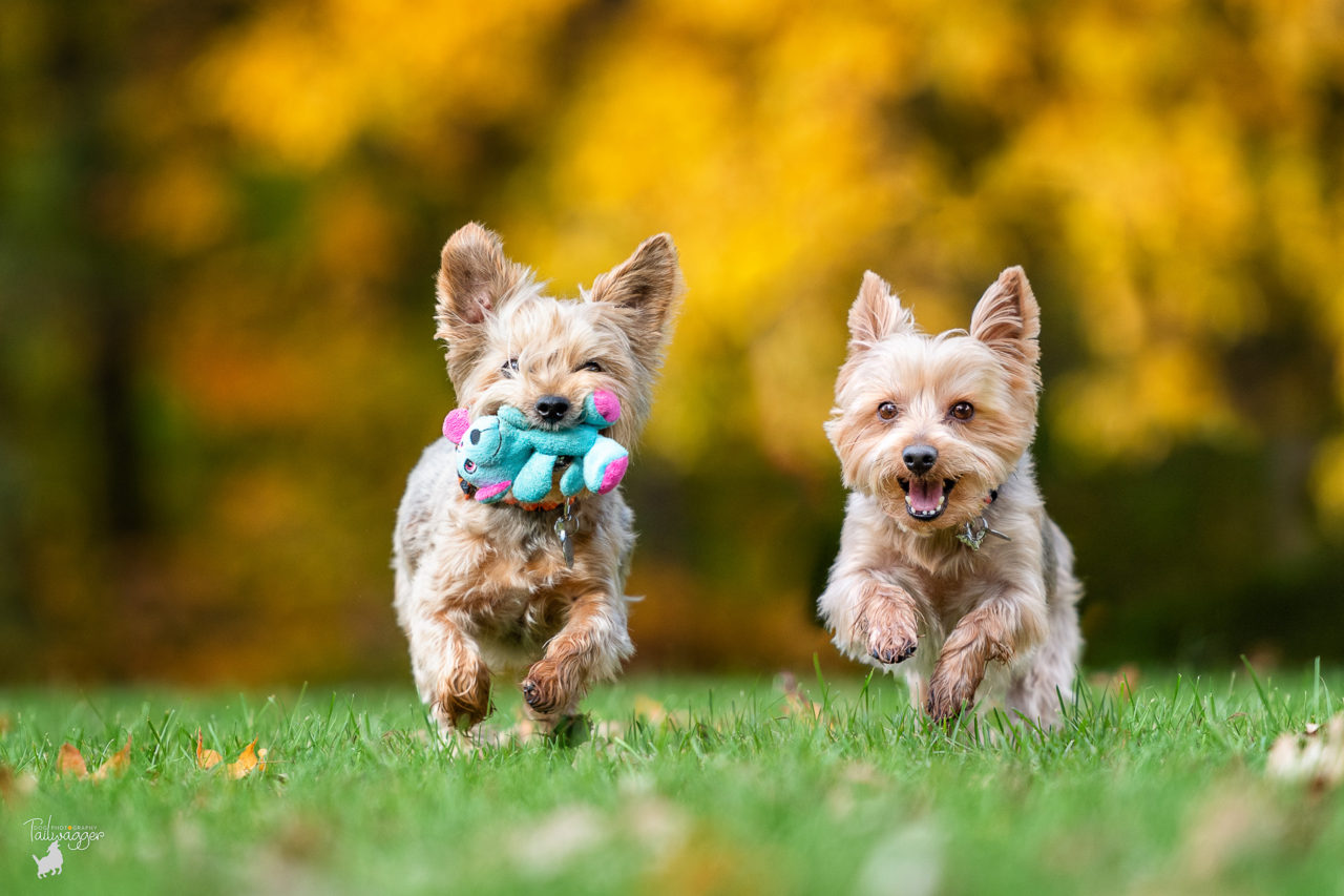 Two Yorkies run side by side through the grass near Grandville, MI.