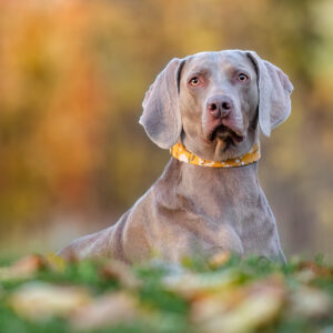 Grand Rapids and West Michigan Pet and Dog Photographer