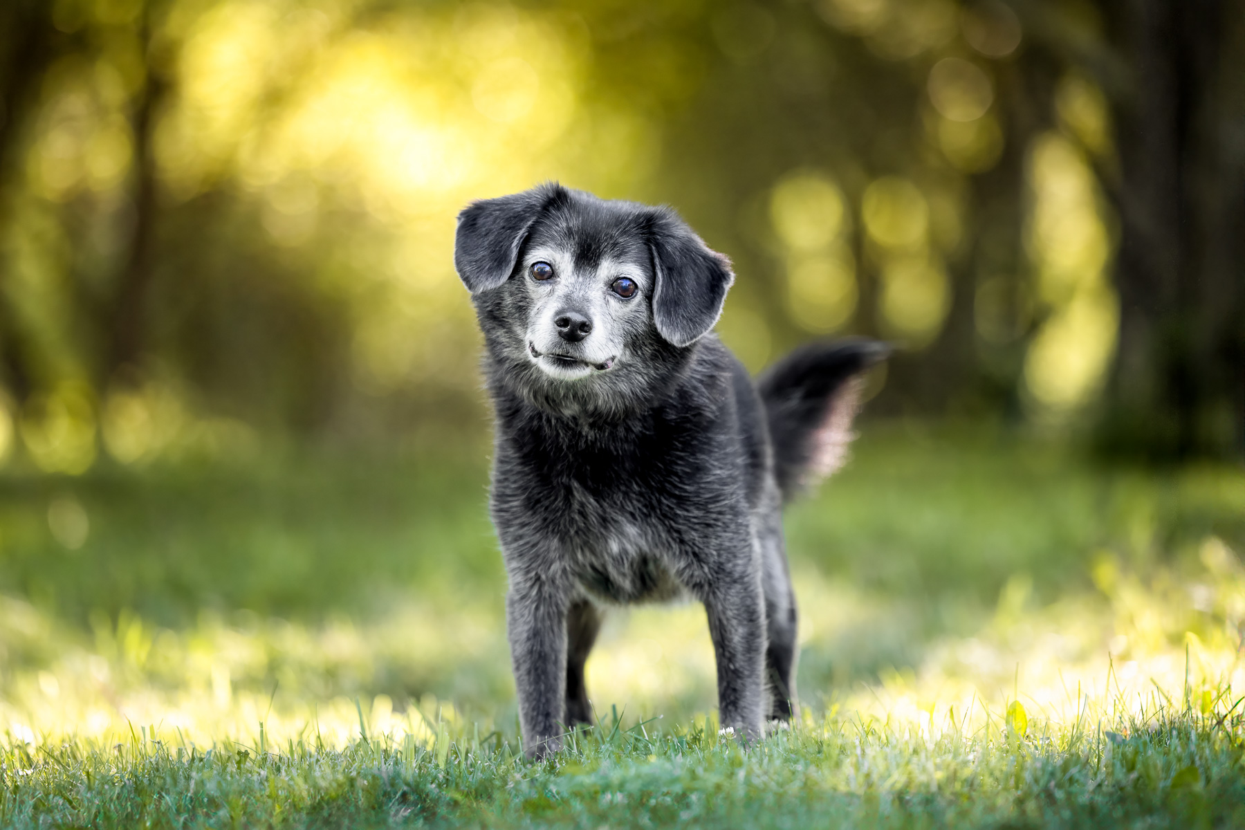 A black and white mixed breed male dog stands in front of the apple orchard at Prairie Wolf Park in Caledonia, MI.