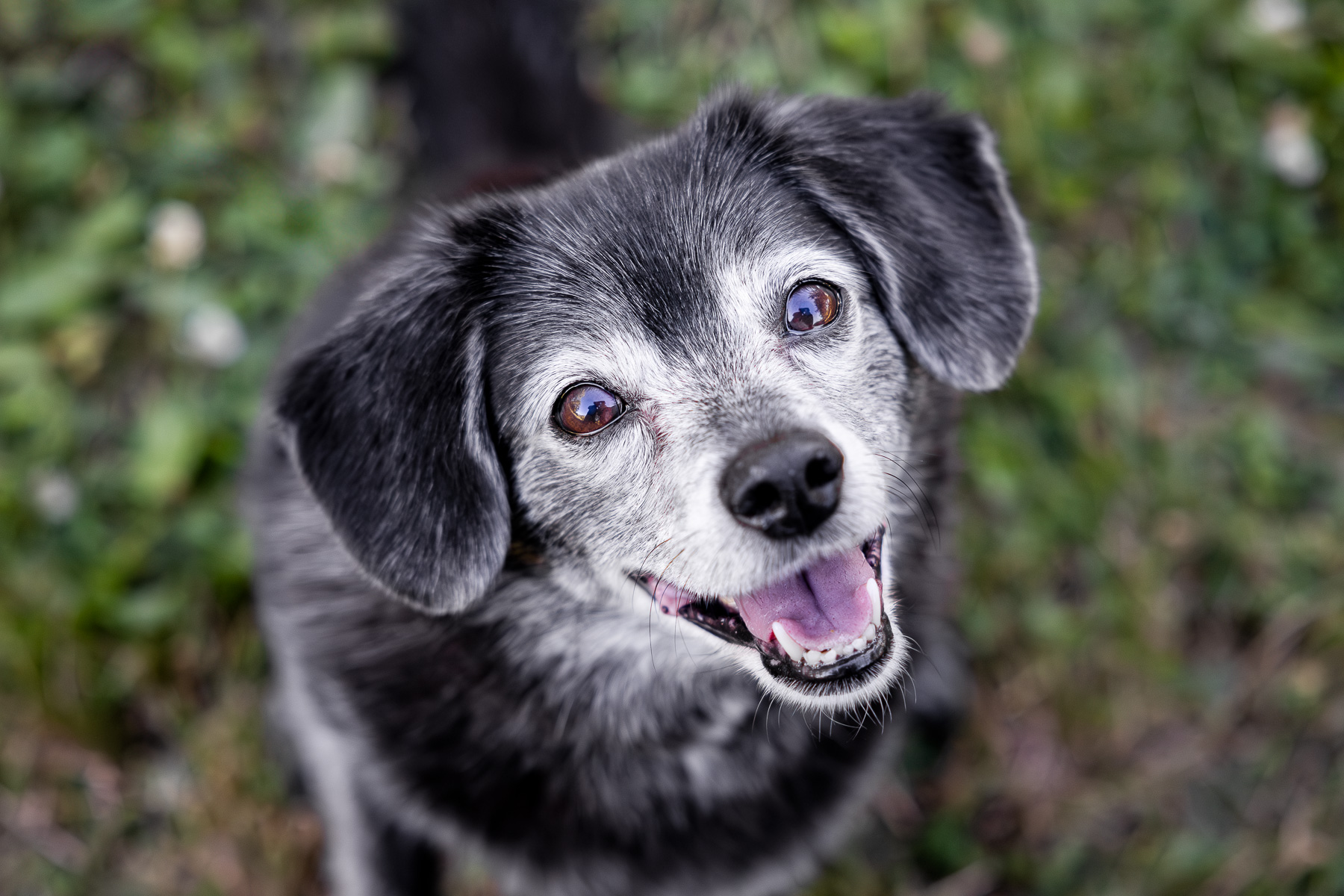 A black and white mixed breed looks up into the lens in Caledonia, MI.