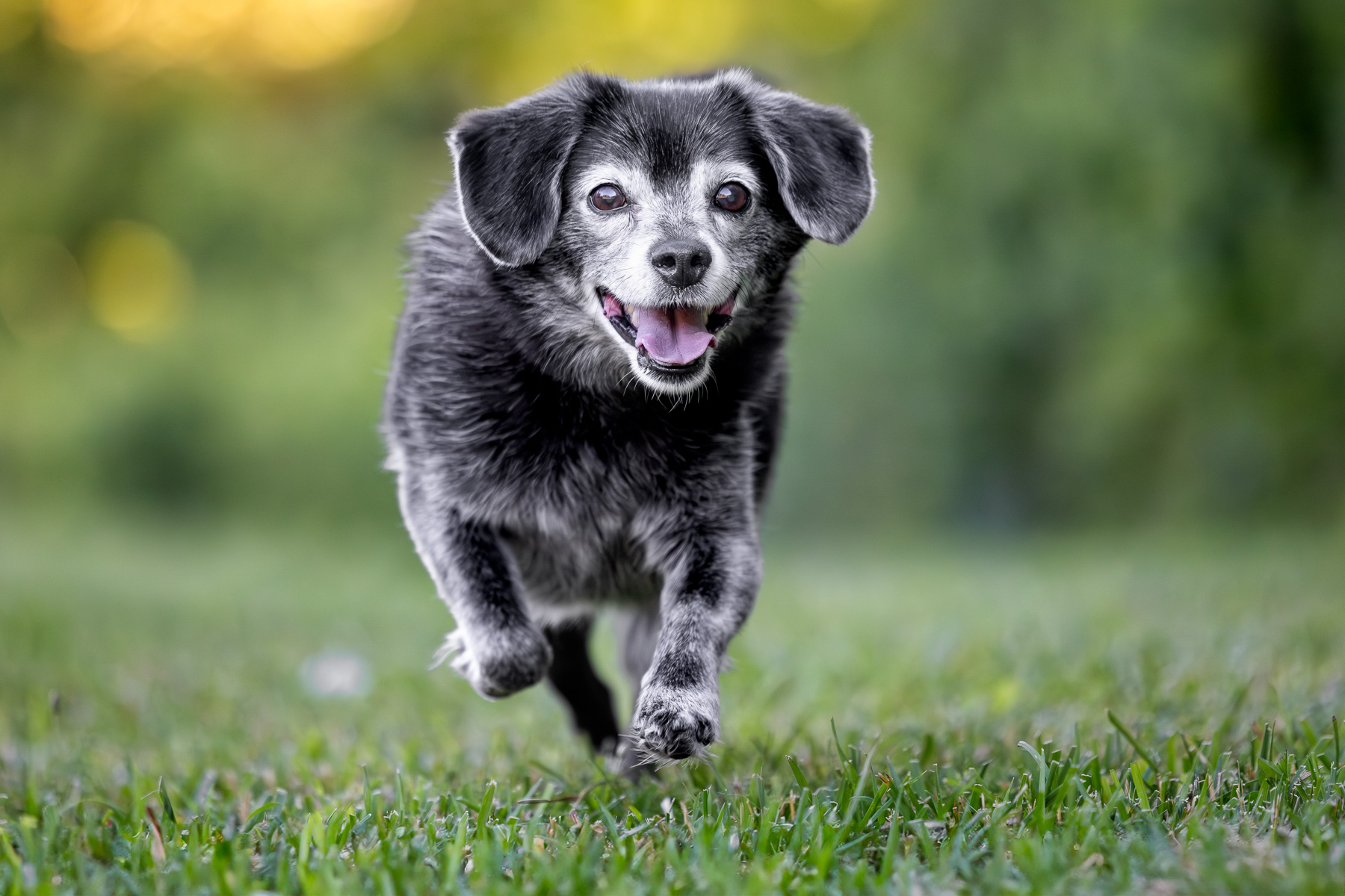 A black and white mixed breed dog runs toward the camera at Prairie Wolf Park in Caledonia, MI.