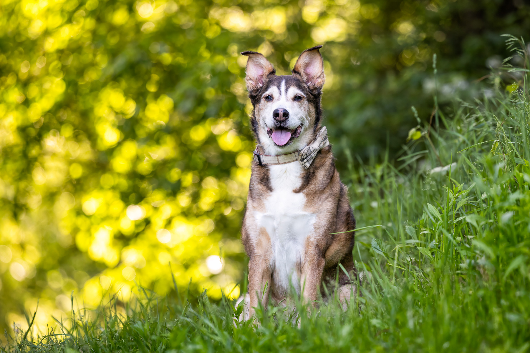 Husky Retriever mix sits in the tall grass at Prairie Wolf Park in Caledonia, MI.