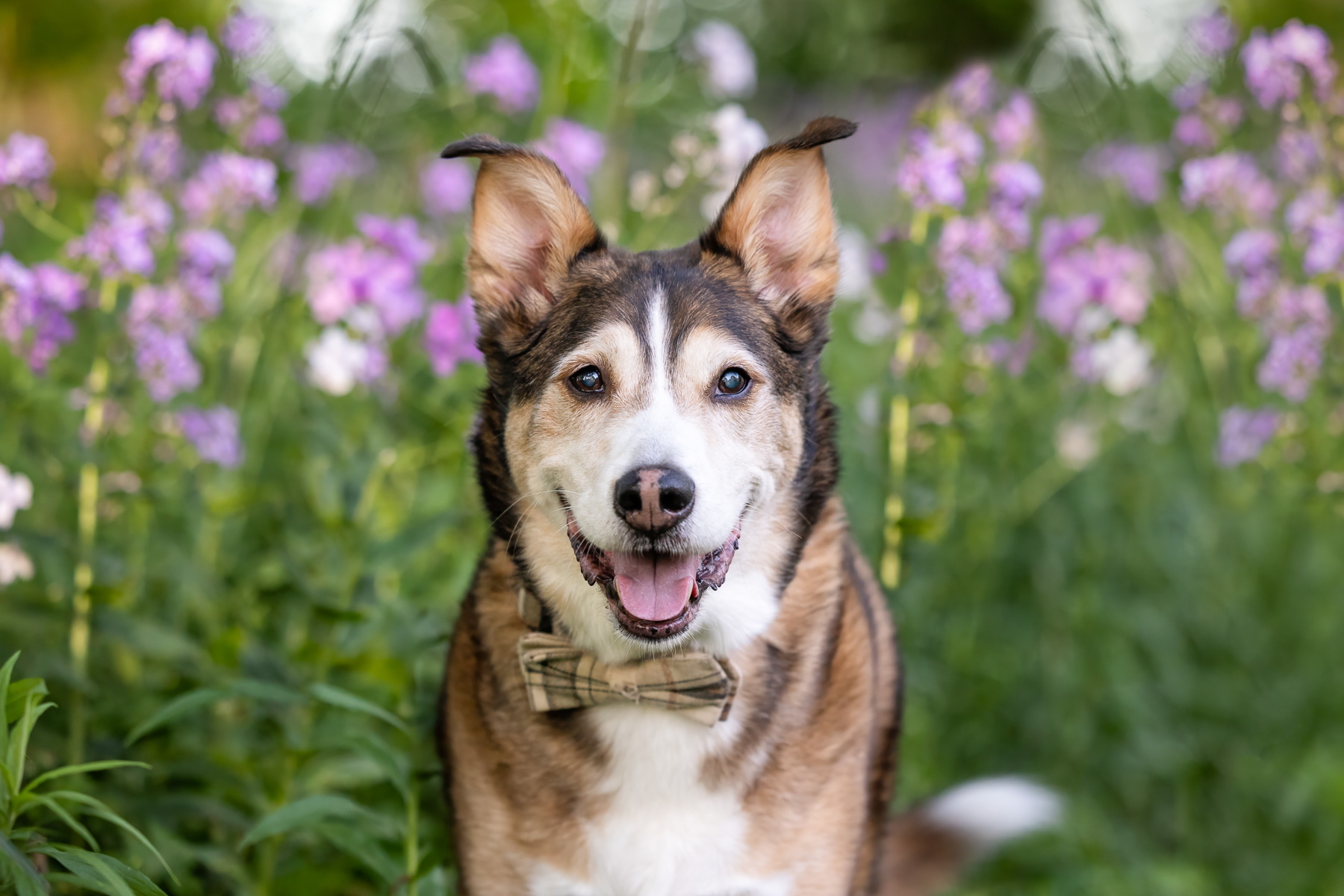 A male Husky Retriever mix stands in front of purple and white wild flowers in Caledonia, MI.