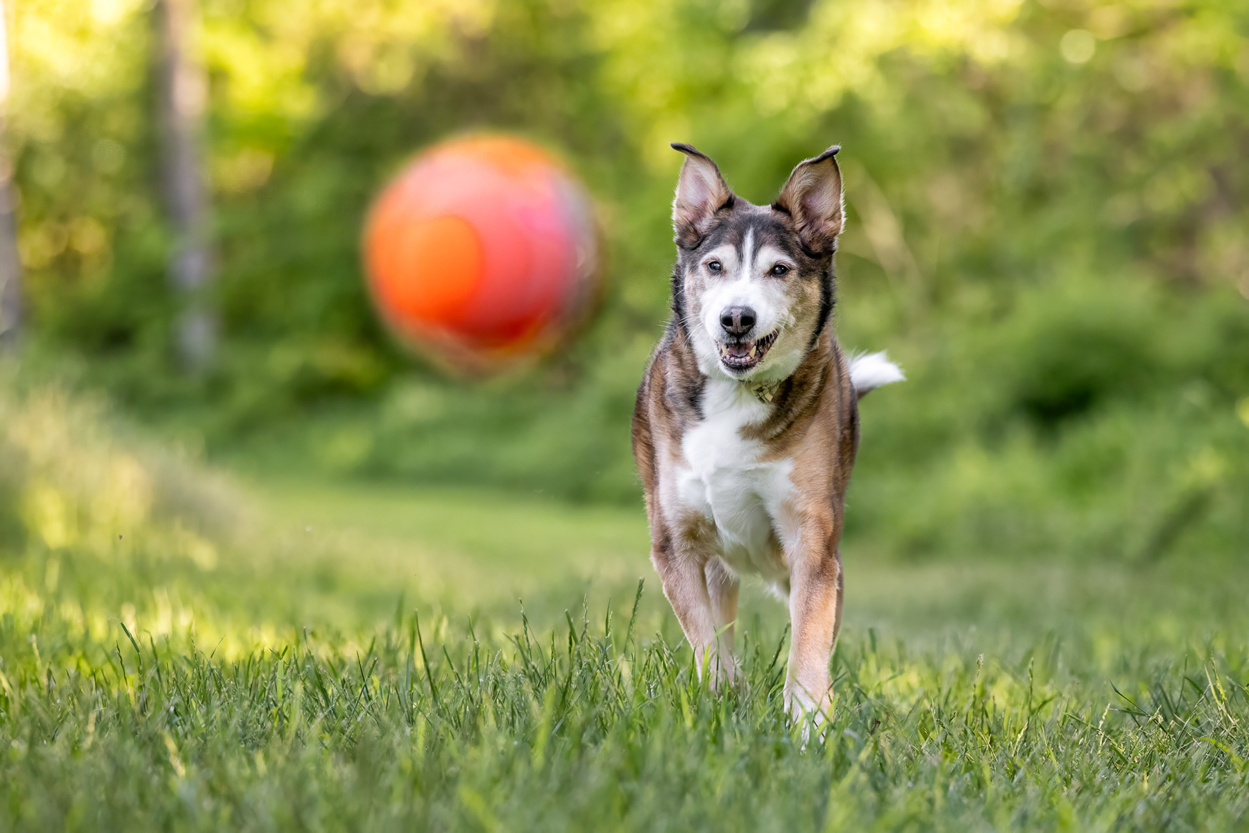 Male Husky Retriever mix runs after his orange ball at Prairie Wolf Park in Caledonia, MI.