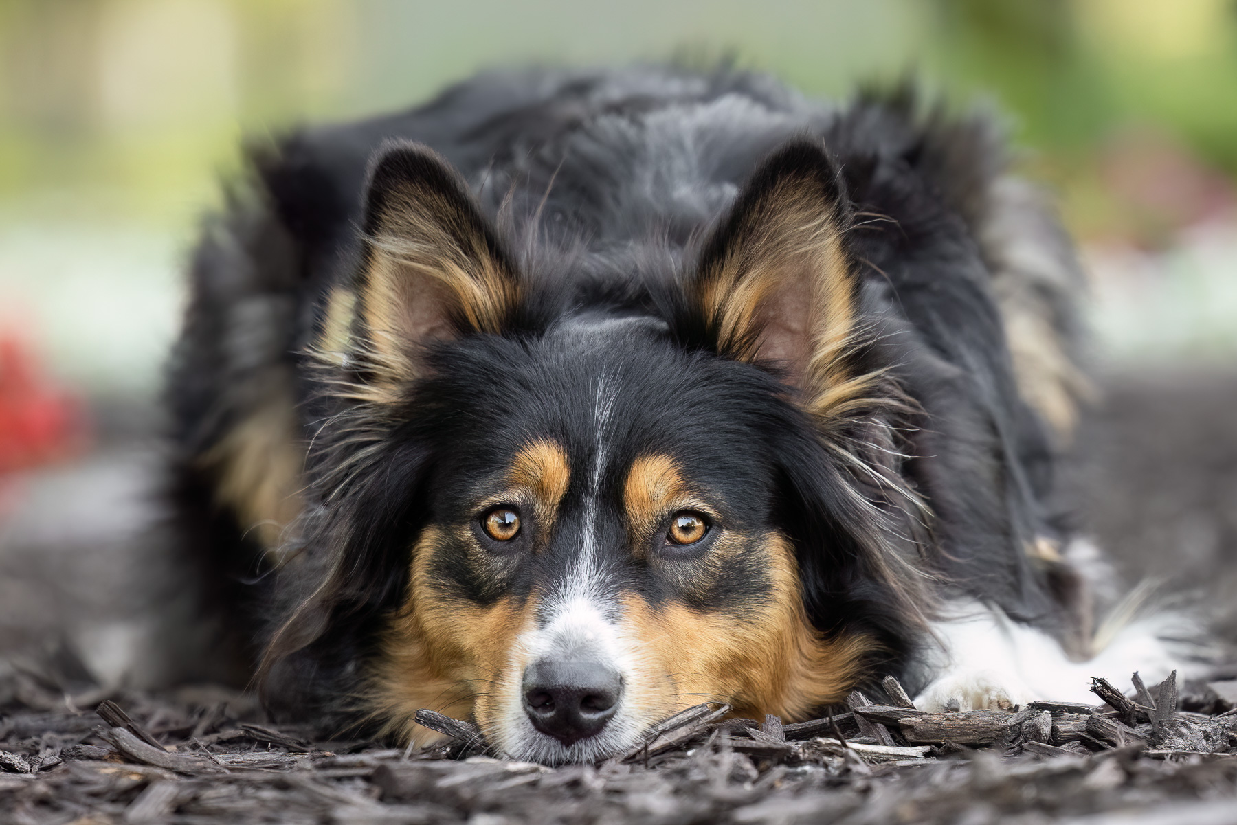 A Border Collie lies with his head down in front of the Ford Museum in Grand Rapids, MI.