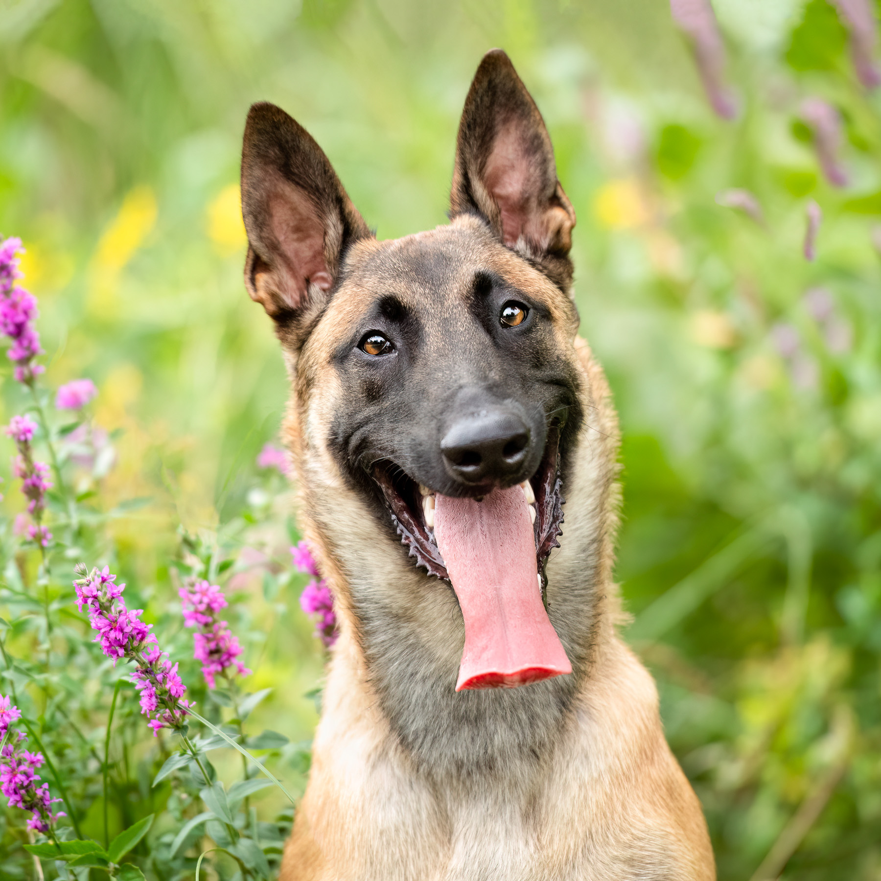 A male Belgian Malinois smiles at the camera while standing next to wild flowers in Grand Rapids, MI.