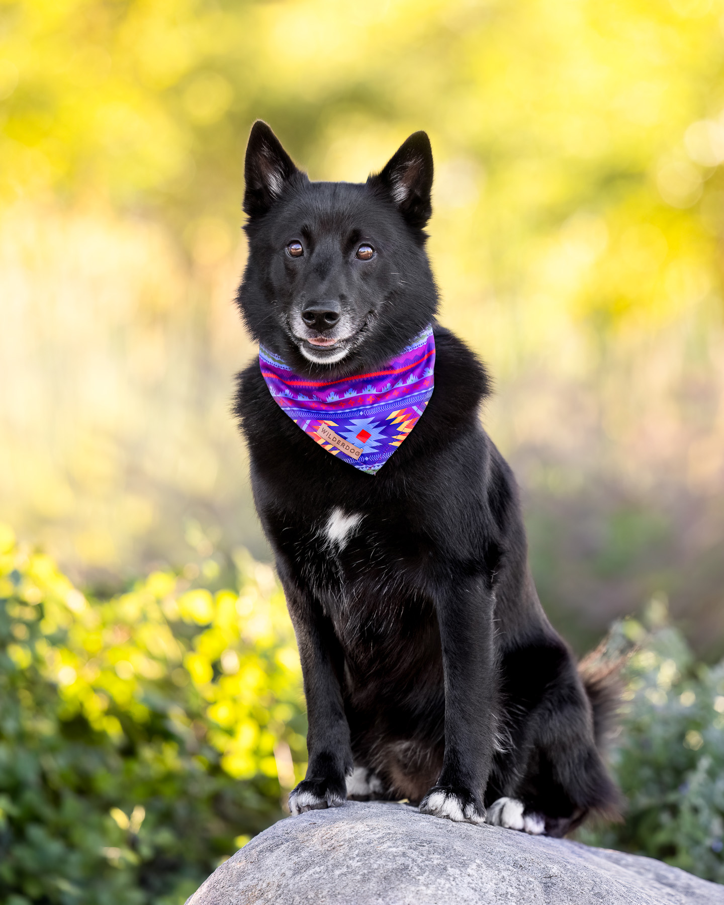 Our dog photographer photographed a Norwegian Buhund sits on a boulder in front of the Ford Museum in Grand Rapids, Michigan.