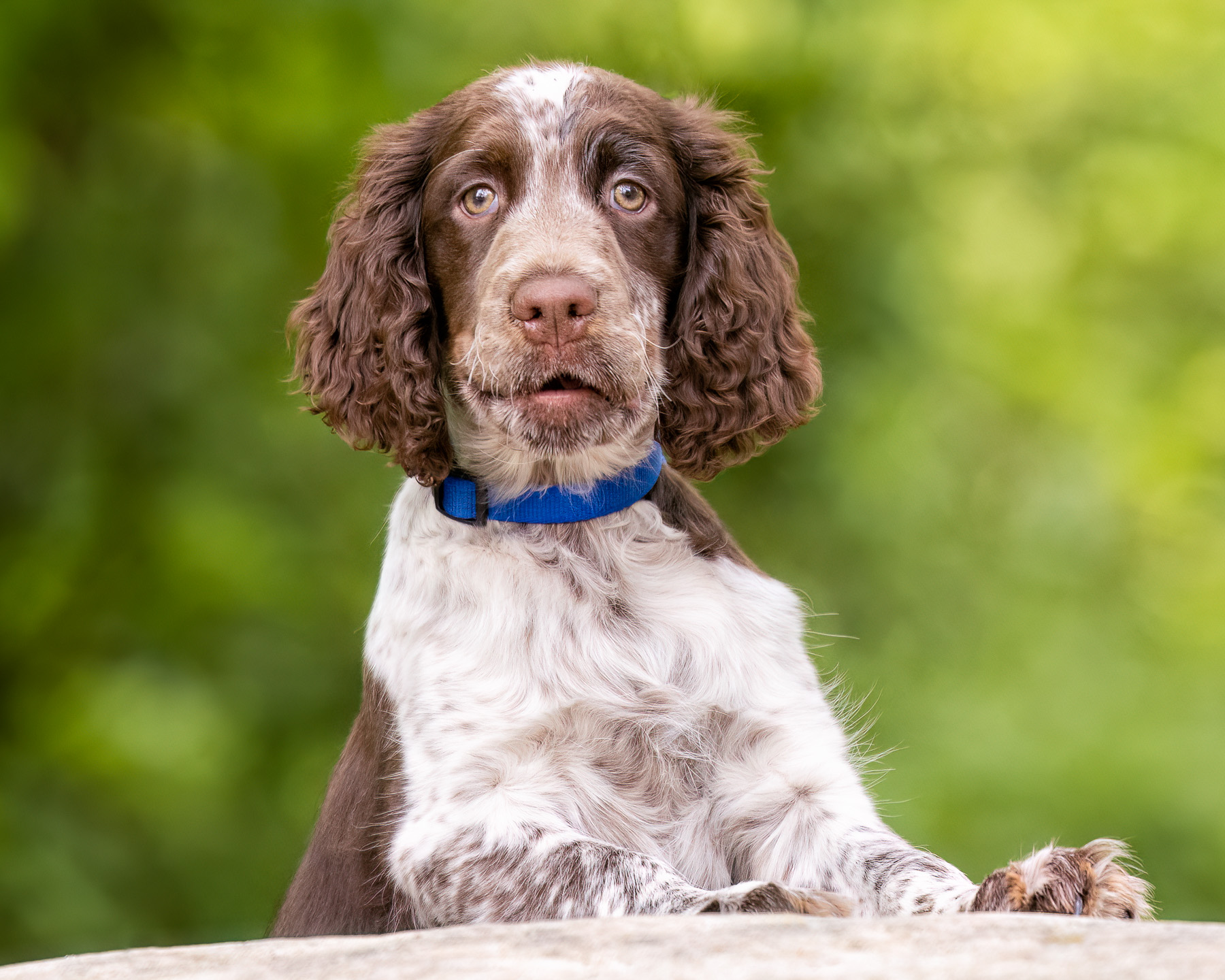 An English Springer Spaniel puppy with his paws on a boulder at Johnson Park in Grand Rapids, MI.