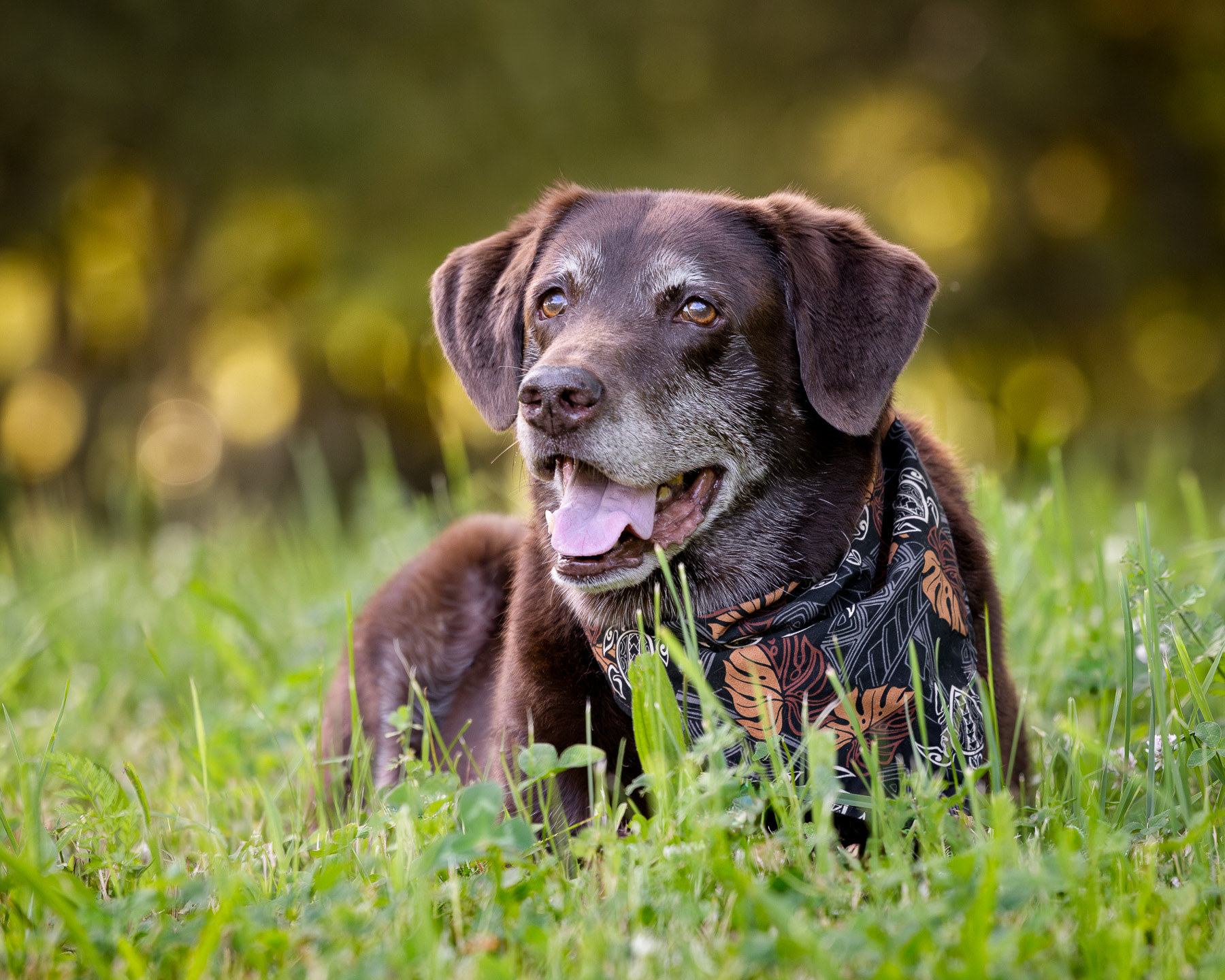 A male chocolate Lab lies in the tall grass at Prairie Wolf Park in Caledonia, MI.