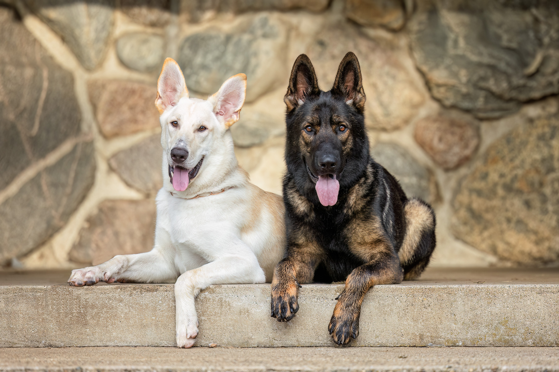 Two Shepherds sitting at the top of steps at Johnson Park in Grand Rapids, MI.