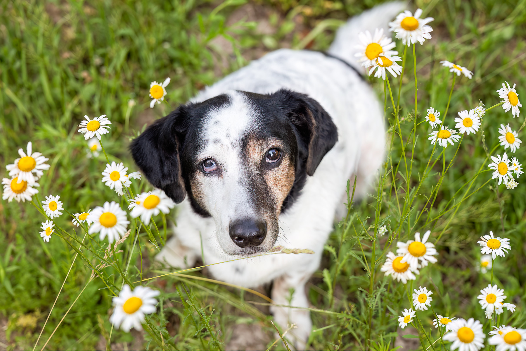 A white, black and tan mixed breed dog looks up into the camera's lens in his backyard in Saranac, MI.