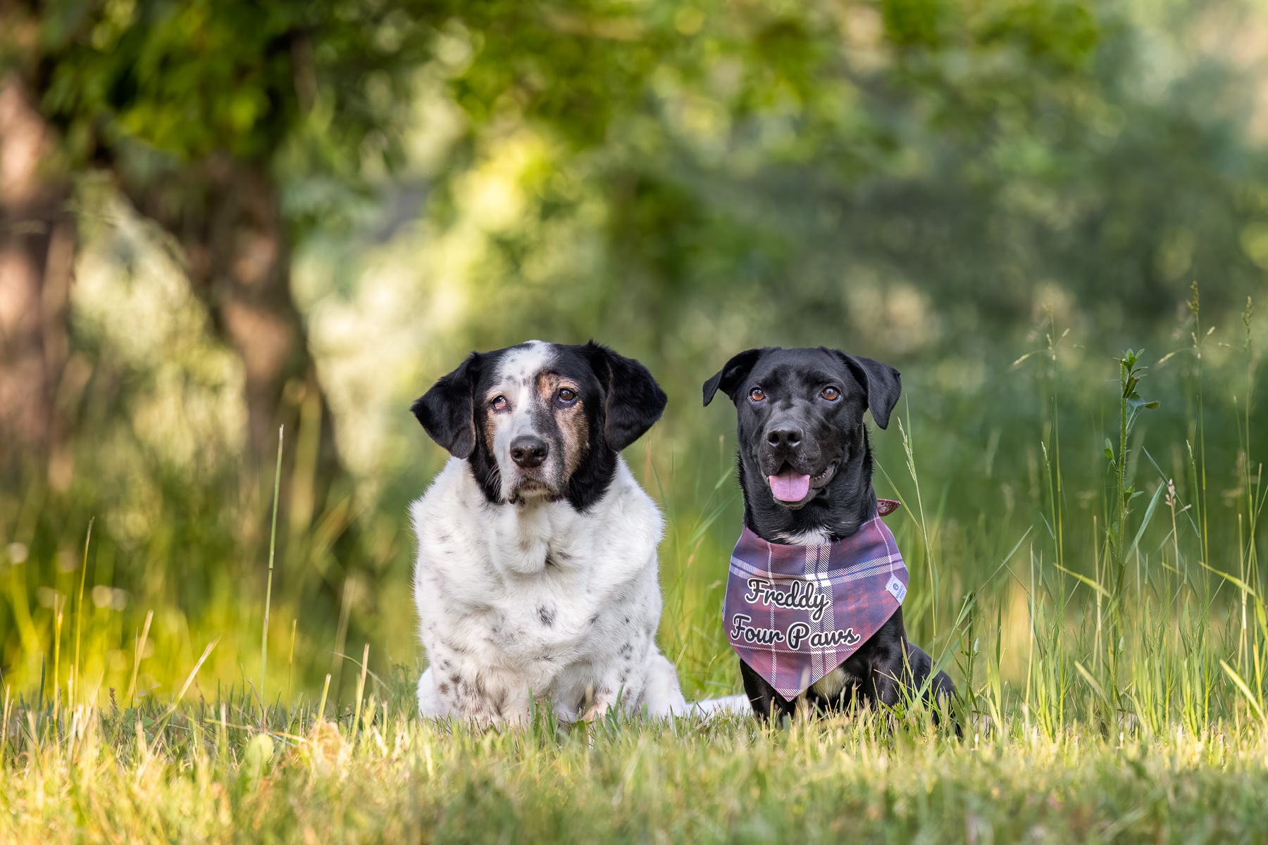 Two male mixed breed dogs sit in their backyard in Saranac, MI.