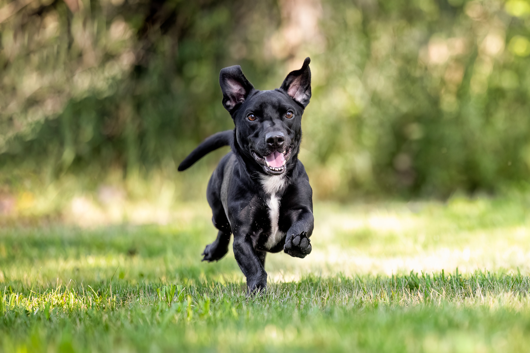 A black male mixed breed dog runs in his backyard in Saranac, MI.