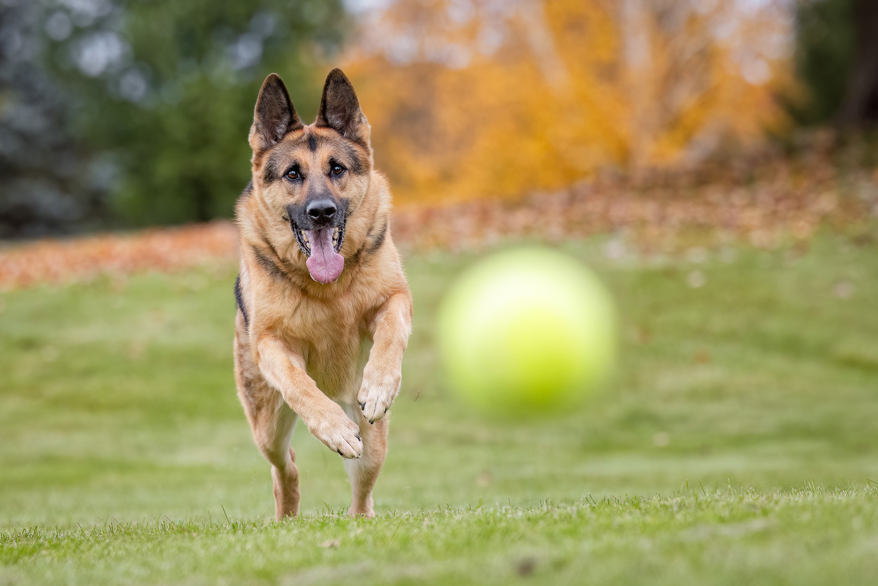 A male German Shepherd runs after his tennis ball in Howell, MI.